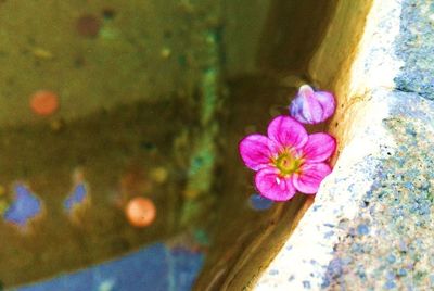 Close-up of pink flower