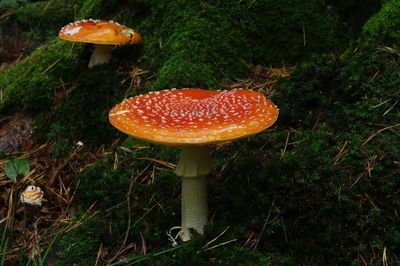 Close-up of fly agaric mushroom on field