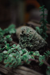 Close-up of green plant in moss