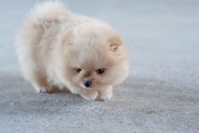 Portrait of cute white puppy