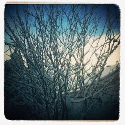 Low angle view of bare trees against the sky