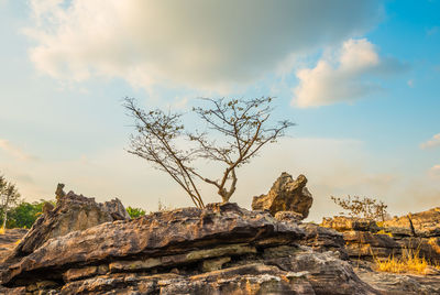 Low angle view of rock formation amidst trees against sky