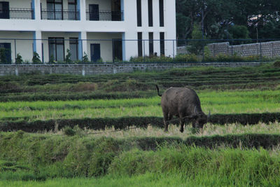 Horse grazing on field