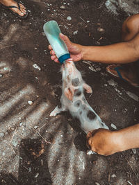 Cropped image of man holding bottle of milk