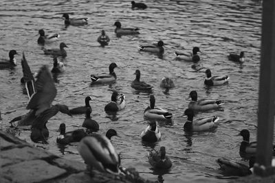 Ducks swimming on lake