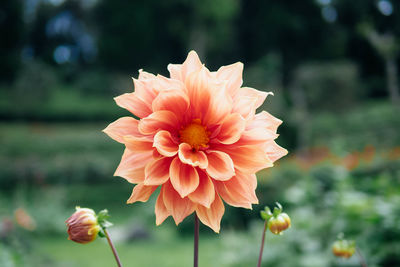 Close-up of orange dahlia