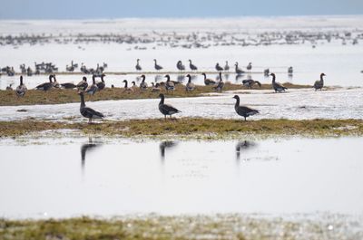 Birds in lake against sky