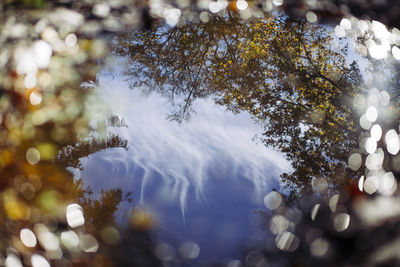 Low angle view of trees against sky