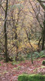 Trees in forest during autumn