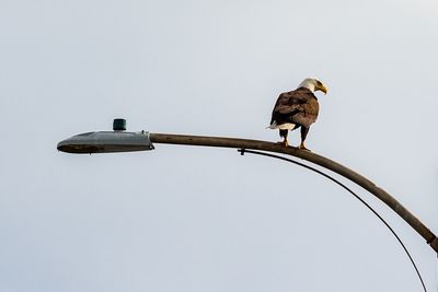 Low angle view of bird perching against clear sky