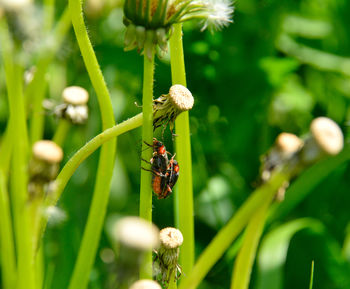 Close-up of insect on flower