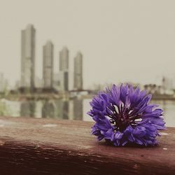 Close-up of purple flowers