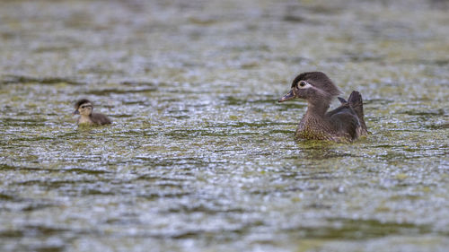 Duck swimming on pond 