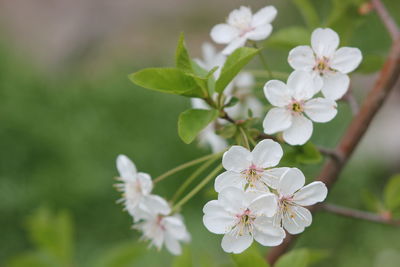 Close-up of white cherry blossoms