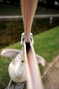 Close-up of pelican with mouth open at park