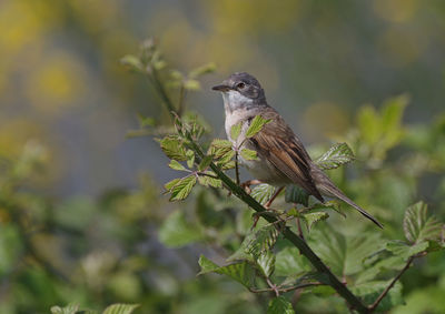 Bird perching on a branch