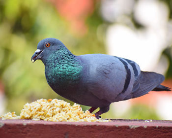 Close-up of bird perching outdoors