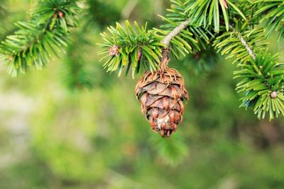 Close-up of pine cone on branch