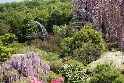View of purple flowering plants in city