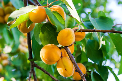 Low angle view of oranges on tree