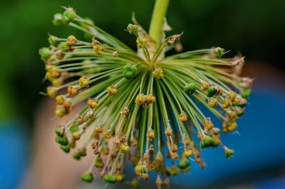 Close-up of flowering plant