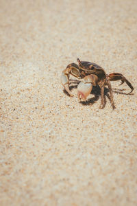 Crab on the beach 