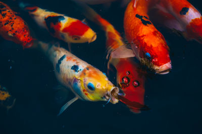 Close-up of koi carps swimming in sea