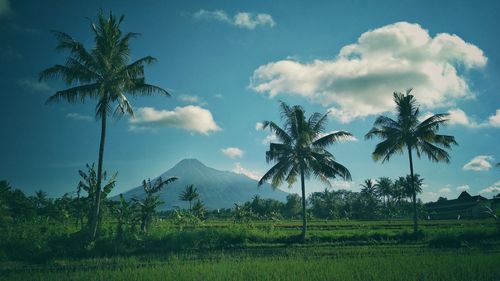 Palm trees on field against sky