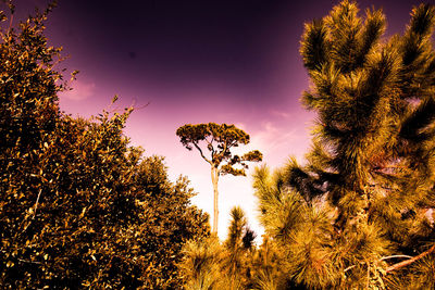 Low angle view of trees against sky at night