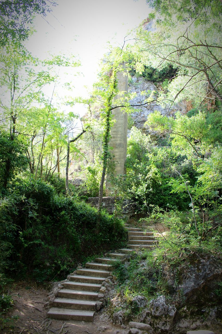 STEPS BY TREES IN FOREST