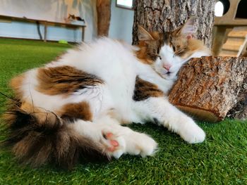 Cat sleeping in grass