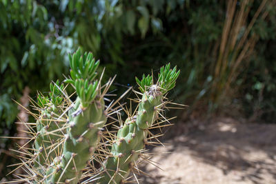 Close-up of cactus plant growing on field