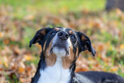 Close-up of a dog's nose. portrait of a appenzeller sennenhund dog outdoors.