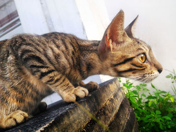 Close-up of a cat looking away