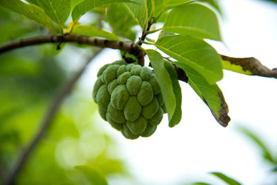 Close-up of berries growing on tree