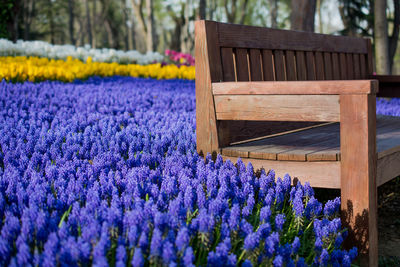 Close-up of empty bench by purple flowering plants in park