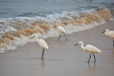 White birds on beach