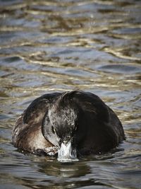 Close-up of duck swimming in lake