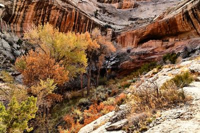 Anasazi ruins in a canyon