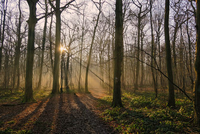 Trees in forest