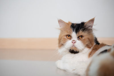 Close-up portrait of a cat