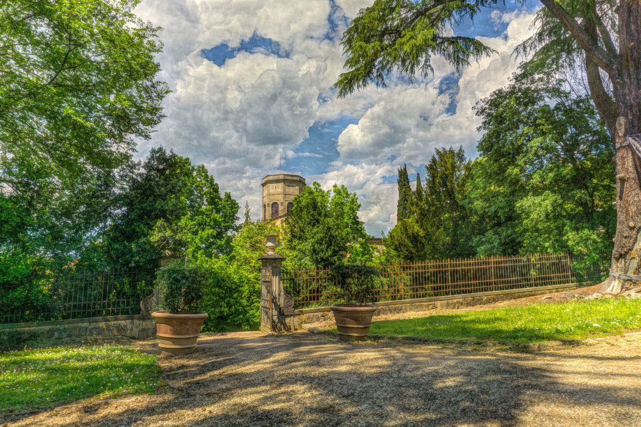 TREES IN PARK