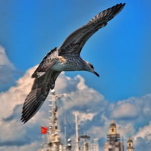 Low angle view of seagull flying