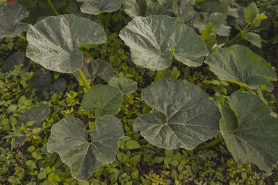 High angle view of plant growing on field