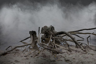 Fallen tree on field in forest