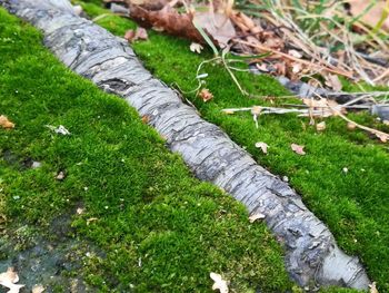 High angle view of moss growing on field