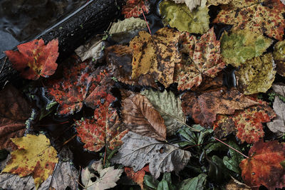 Close-up of autumn leaves