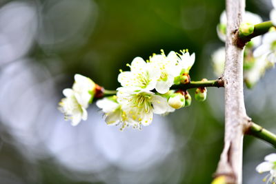 Close-up of white flowering plant