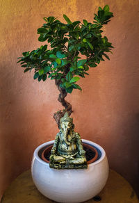 Close-up of potted plant on table against wall