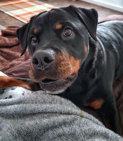 Close-up portrait of black dog